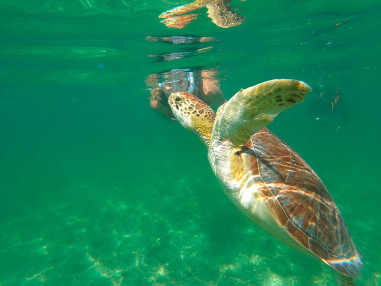 Tulum Akumal Turtles Private ours Cancun