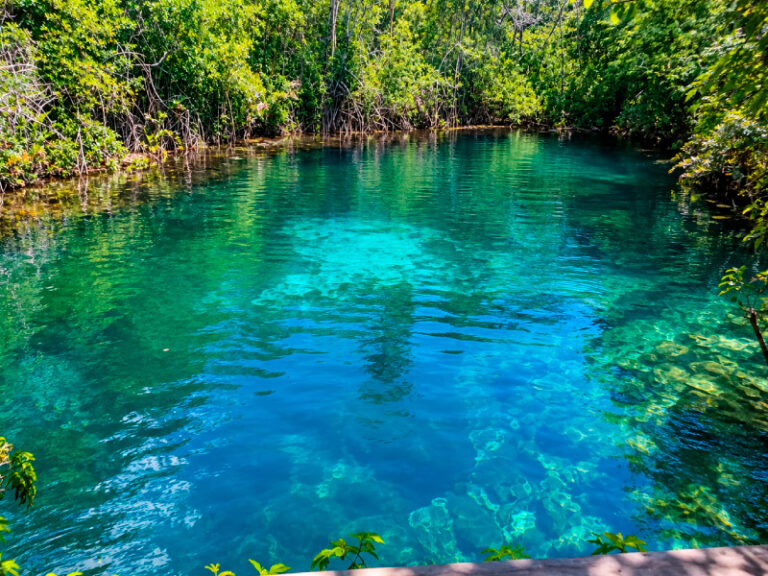 Open jungle cenote on a private half-day tour in the Riviera Maya
