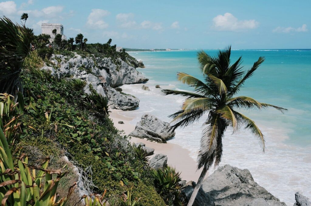 a palm tree sitting on top of a beach next to the ocean