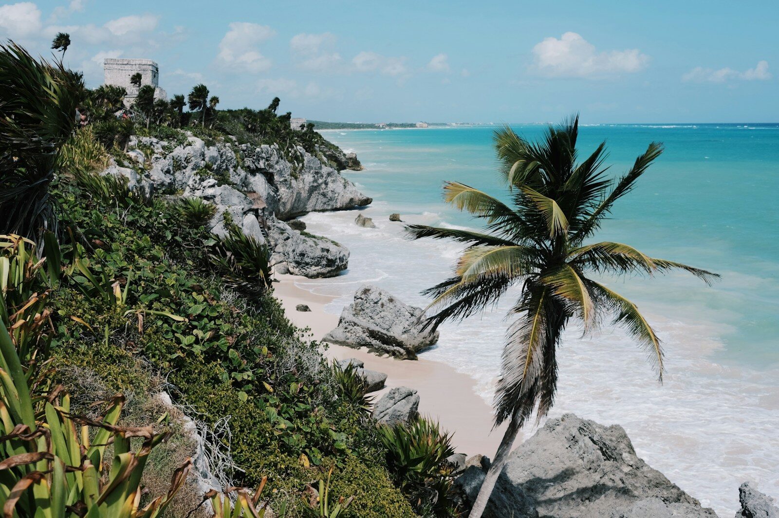 a palm tree sitting on top of a beach next to the ocean